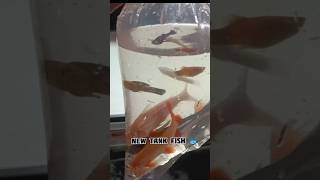 new fish aquarium best fish tank shorts youtubeshorts fish allfishaquarium [upl. by Sally]