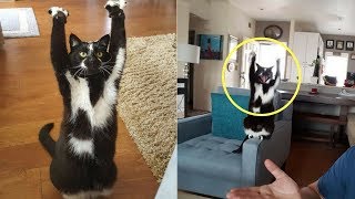 Meet Keys The Cat Who Can’t Stop Putting Her Paws In The Air [upl. by Kory994]