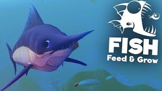 SWORD FISH DZIOD  Feed And Grow Fish [upl. by Varini]