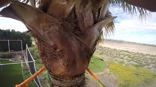 Palm Tree Trimming in Arizona Sun City [upl. by Nospmoht]