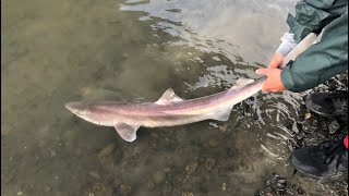 Spiny Dogfish Catch Clean and COOK [upl. by Mharg956]