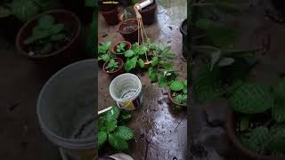 Mini vlogs day 206 santali vlogs odisha rourkela succulent gardening plant short trending [upl. by Boice]