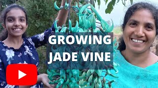 Emerald Jade vines plant care  Strongylodon macrobotrys  Exotic plant pollinated by Bats [upl. by Sacrod286]