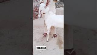 For Sale bakra। Up। Allahabad [upl. by Salohcim]