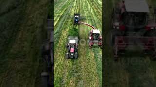 Cutting grass silage at field Forage harvester on grass cutting for silage in field [upl. by Kathlin982]