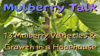 13 Mulberry Varieties amp How Mulberries Grow in a Hoophouse [upl. by Naltiac]