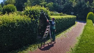 Die HEISSESTE Hecke meiner Karriere Der Kunde FREUT sich über seine schöne Buchenhecke [upl. by Mandeville220]