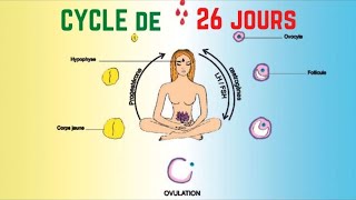 Calcul Du Cycle Menstruel De 26 Jours [upl. by Salokin836]