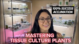 MASTERING TISSUE CULTURE PLANTS  HOW TO ACCLIMATE PLANTS FROM TISSUE CULTURE [upl. by Hareemas]