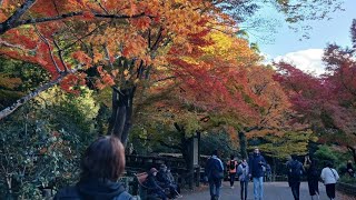 Autumn in Japan Maple leaves MomijiWater Fall Minoh City scape Osaka 🍂 滝Shie0219 [upl. by Nims]