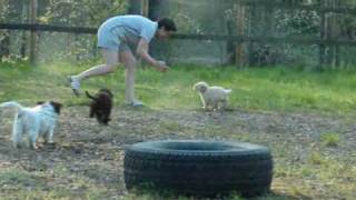 Lagotto Romagnolo Welpen 10 Woche [upl. by Analra]