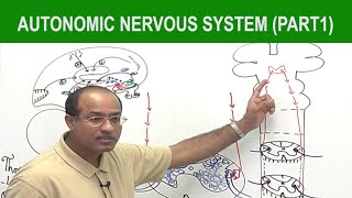 Autonomic Nervous System  Neurology  Neuroanatomy  Part 1🧠 [upl. by Goulet]