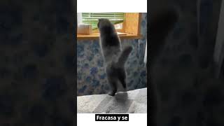 Gatos Graciosos  Videos de Risa de Gatos funny Shorts 😂🐈 [upl. by Teplica]