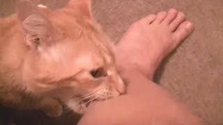 Angry cats videos compilation  try not to laugh videos [upl. by Ahsratan]