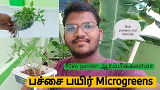 பச்சை பயிர் கீரை 10தே நாட்களில்Beginners gardening in tamil [upl. by Kiel]