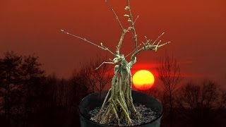 Bonsai repotting Forsythia umpflanzen [upl. by Lamraj]