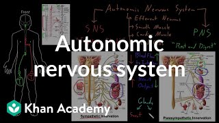 Autonomic nervous system  Organ Systems  MCAT  Khan Academy [upl. by Yenaled]