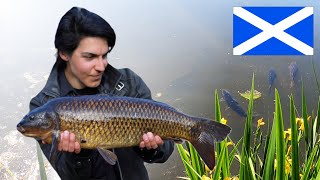 I found Wild CARP in SCOTLAND [upl. by Riaj]