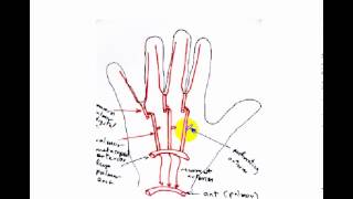 hand arteries quick reviw [upl. by Cristi471]