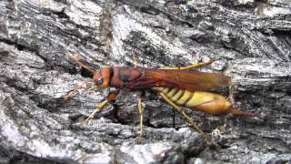 Pigeon Tremex horntail wasp ovipositing [upl. by Therese]