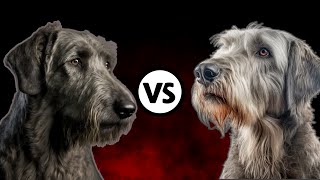 Irish Wolfhound☘️ 🆚 Scottish Deerhound🏴 A Detailed Comparison Which Breed Matches Your Lifestyle [upl. by Notrem18]