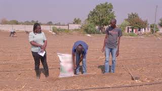 Land Preparation and Basal Fertiliser Application Made with Clipchamp [upl. by Liagabba]