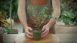 How to Grow and Care for Eucalyptus [upl. by Nyltac]