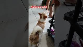 Kidlat na gala minivlog lynbrebs kidlat furbaby shortsviral vlog shortvideos [upl. by Andrade799]