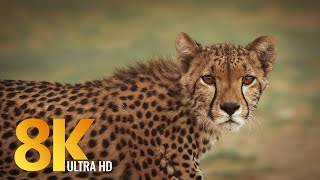 8K African Wildlife  Kgalagadi Transfrontier Park South Africa  Short Preview [upl. by Woods]