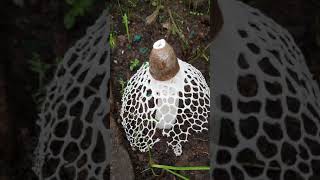 Bridal veil Stinkhorn Veiled lady mushroom Phallus indusiatus [upl. by Zorina]