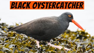 Learn This Bird — The Black Oystercatcher [upl. by Attenauq]