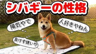 性格は柴犬？コーギー？ミックス犬の性格が面白い！ [upl. by Kristof132]