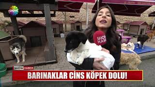 Barınaklar cins köpek dolu [upl. by Groeg]