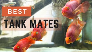 Top 5 Tank Mates for Blood Parrot Cichlids  Best Fish to Keep with Your Parrots [upl. by Lempres278]