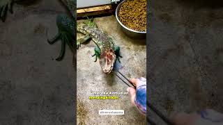 Makanan kesukaan caiman lizard faktaunik animalfacts facts animalknowledge fakta [upl. by Gnouhp]