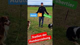 Hund in der Pubertät 🆚 Erwachsener Hund hundetraining [upl. by Yort]