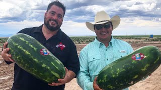 The Texas Bucket List  Luke Browns Watermelon Farm in Balmorhea [upl. by Benny]