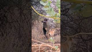 See how Hadzabe bushmen hunt with bows and arrows hadzabetribe villagelife [upl. by Ereveneug]