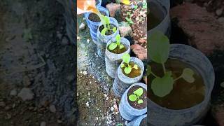 Watering vegetables for the first time farm garden farming vegetables [upl. by Ayad]