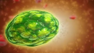 هآآآم Les lysosomes primaires [upl. by Autumn420]