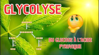 SVT2BAC  Glycolyse  Du glucose à l’acide pyruvique إنحلال الكليكوز svt bac [upl. by Eifos949]