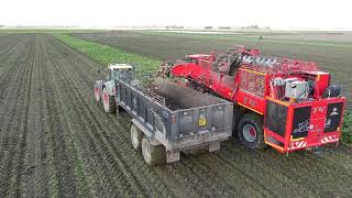 Holmer T440 9 row beet harvester working in Norfolk [upl. by Kurman]