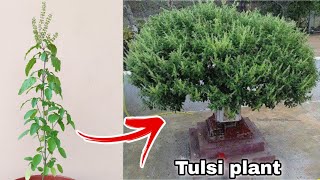 10 important points जल्दी बढ़ेगी तुलसी ऐसे लगाएं Tulsi plant care with red Water [upl. by Floyd]