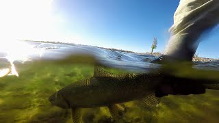 Pesca en la desembocadura del Limay quotPalo y Paloquot El Río nos pone a prueba [upl. by Allwein]