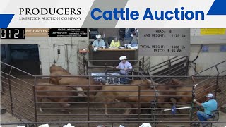 1052023  Producers Livestock Auction Company Cattle Auction [upl. by Moshe583]