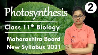 Photosynthesis Class 11th Biology Part 2 [upl. by Edson824]