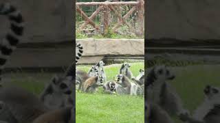 Ring tailed Lemurs have dinner together [upl. by Arata]