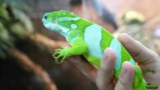 IGUANA FIJI 🦎 La Joya De Los Iguánidos 🌏 Brachylophus fasciatus [upl. by Akenn687]