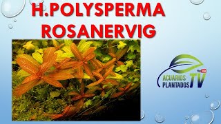 Hygrophila polysperma Rosanervig [upl. by Ilsel]