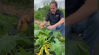 Pick Summer Squash to Keep Plants Productive [upl. by Wynn]